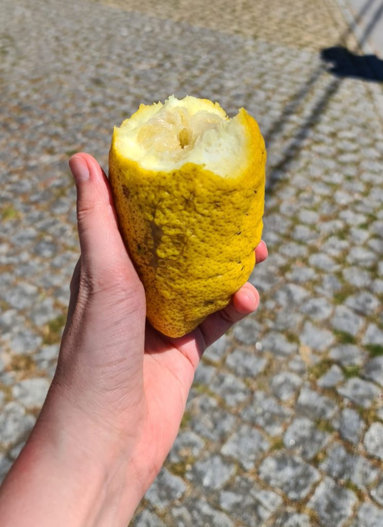 Käes kollane sidrun, hammustatud.